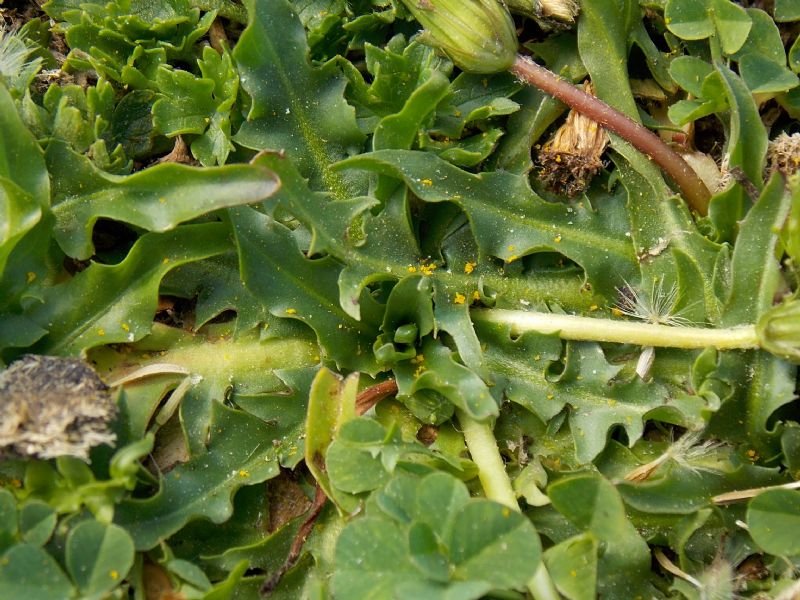 Taraxacum glaciale / Tarassaco appenninico